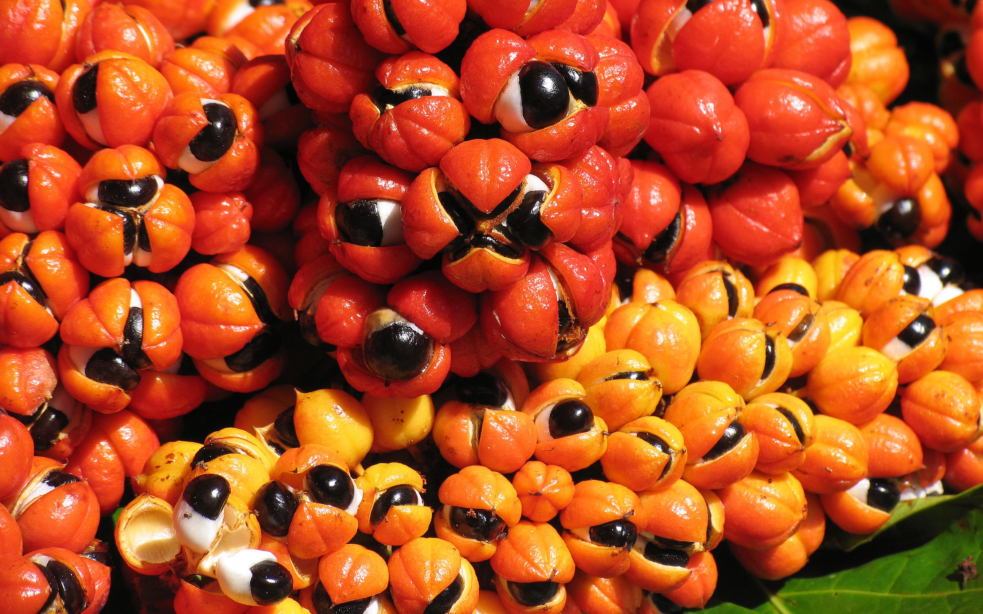 Close-up of a pile of orange and black guarana fruits with a blurred background