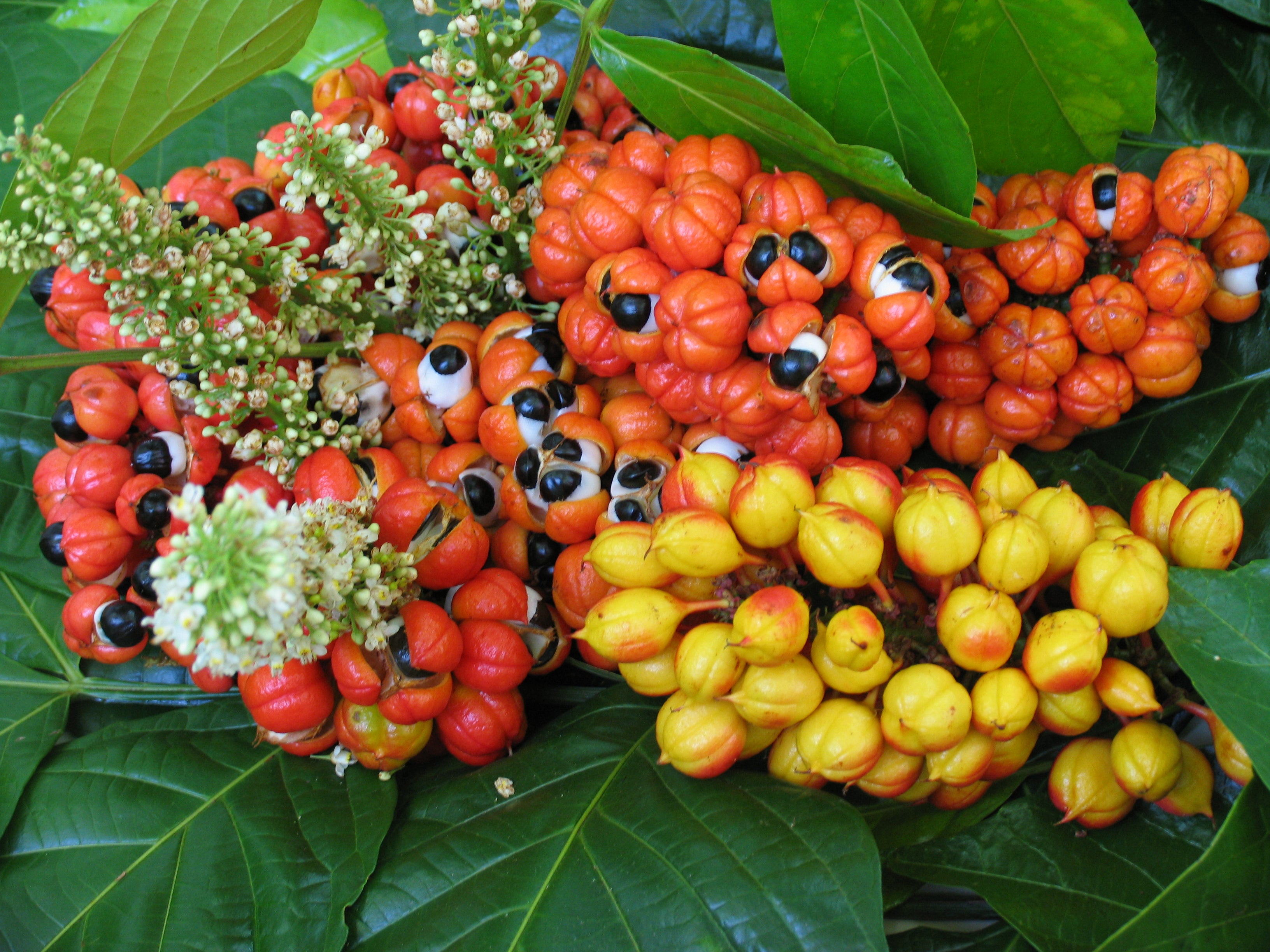 Close-up of colorful guarana fruits with green leaves